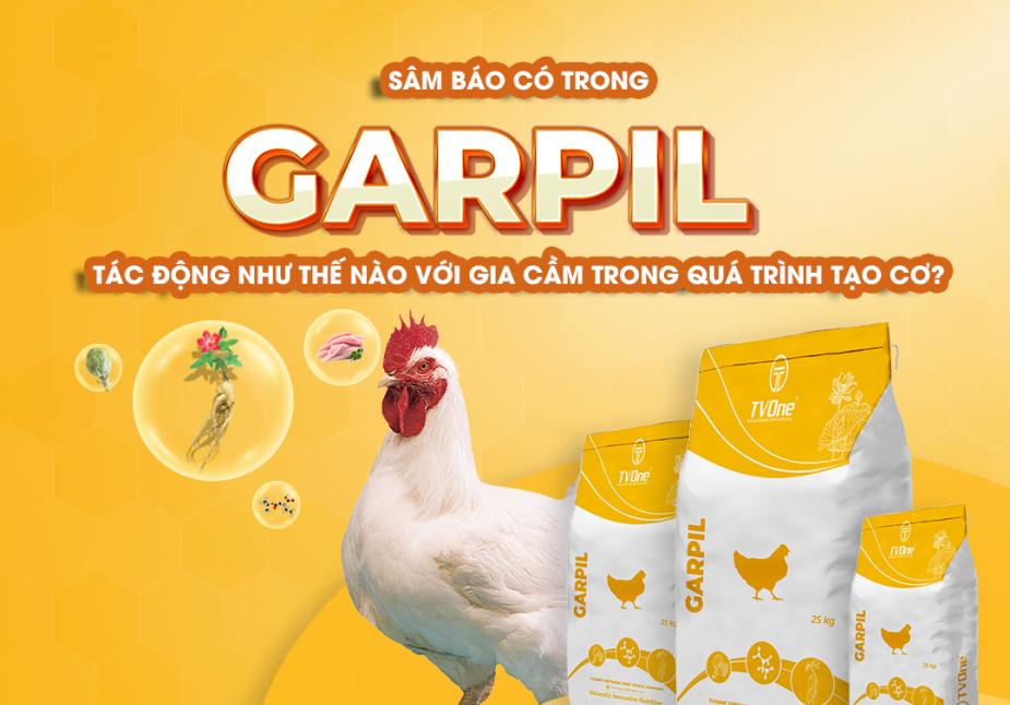 SÂM BÁO CÓ TRONG GARPIL TÁC ĐỘNG NHƯ THẾ NÀO VỚI GIA CẦM TRONG QUÁ TRÌNH TẠO CƠ?
